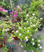 মতিয়া বেলি ফুল