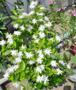মতিয়া বেলি ফুল