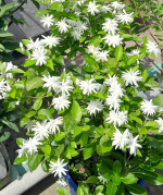 মতিয়া বেলি ফুল
