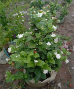 মতিয়া বেলি ফুল