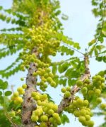 অরবরই ফল গাছের চারা