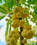 অরবরই ফল গাছের চারা