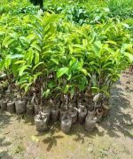 করোসল ফল গাছের চারা