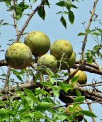 থাই মিষ্টি বেল ফল গাছের চারা