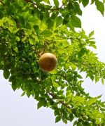 থাই মিষ্টি বেল ফল গাছের চারা