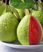 মাধবী পেয়ারা গাছের চারা