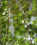 মাধবী পেয়ারা গাছের চারা